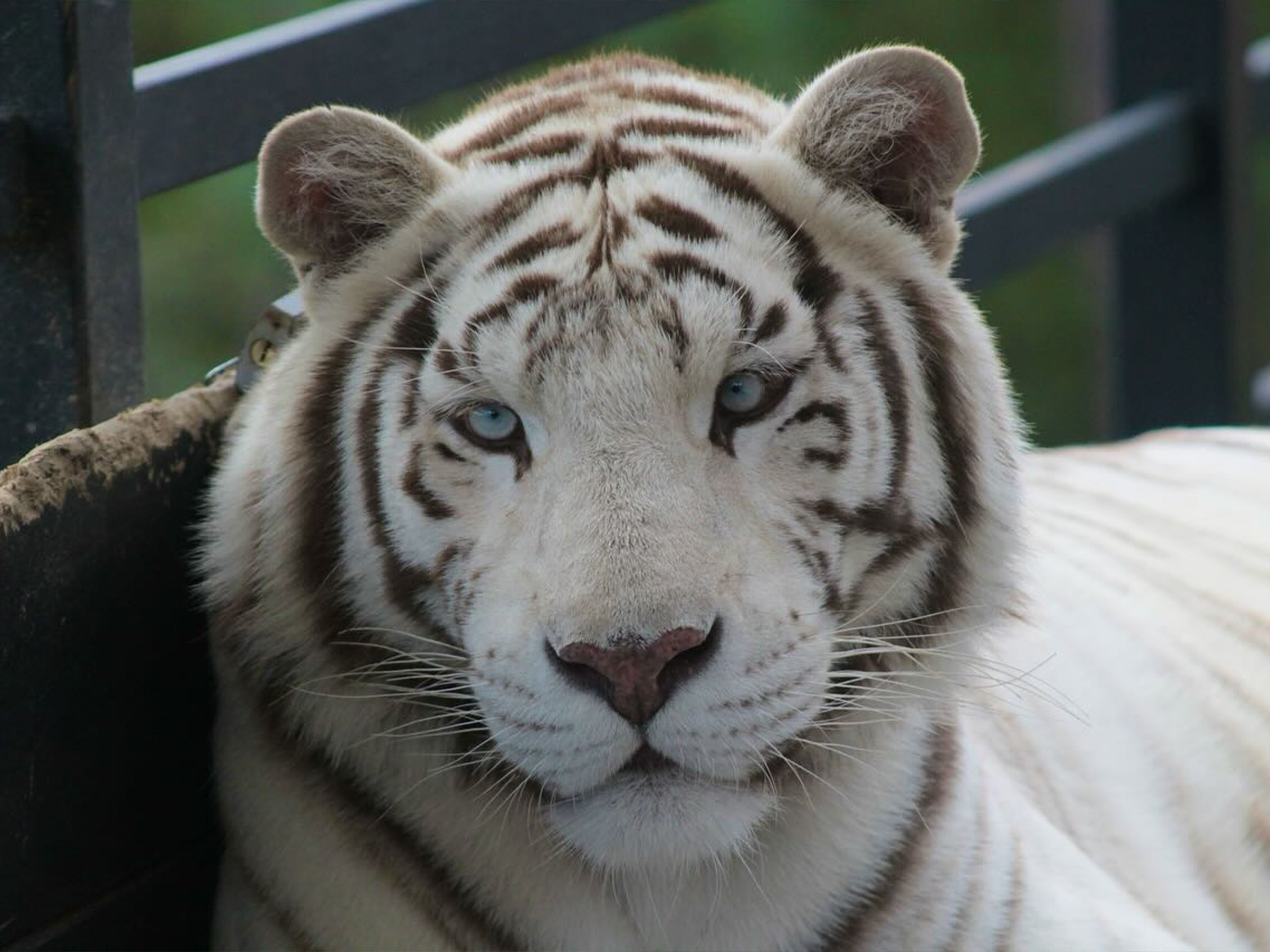 Tigre en Camino Real