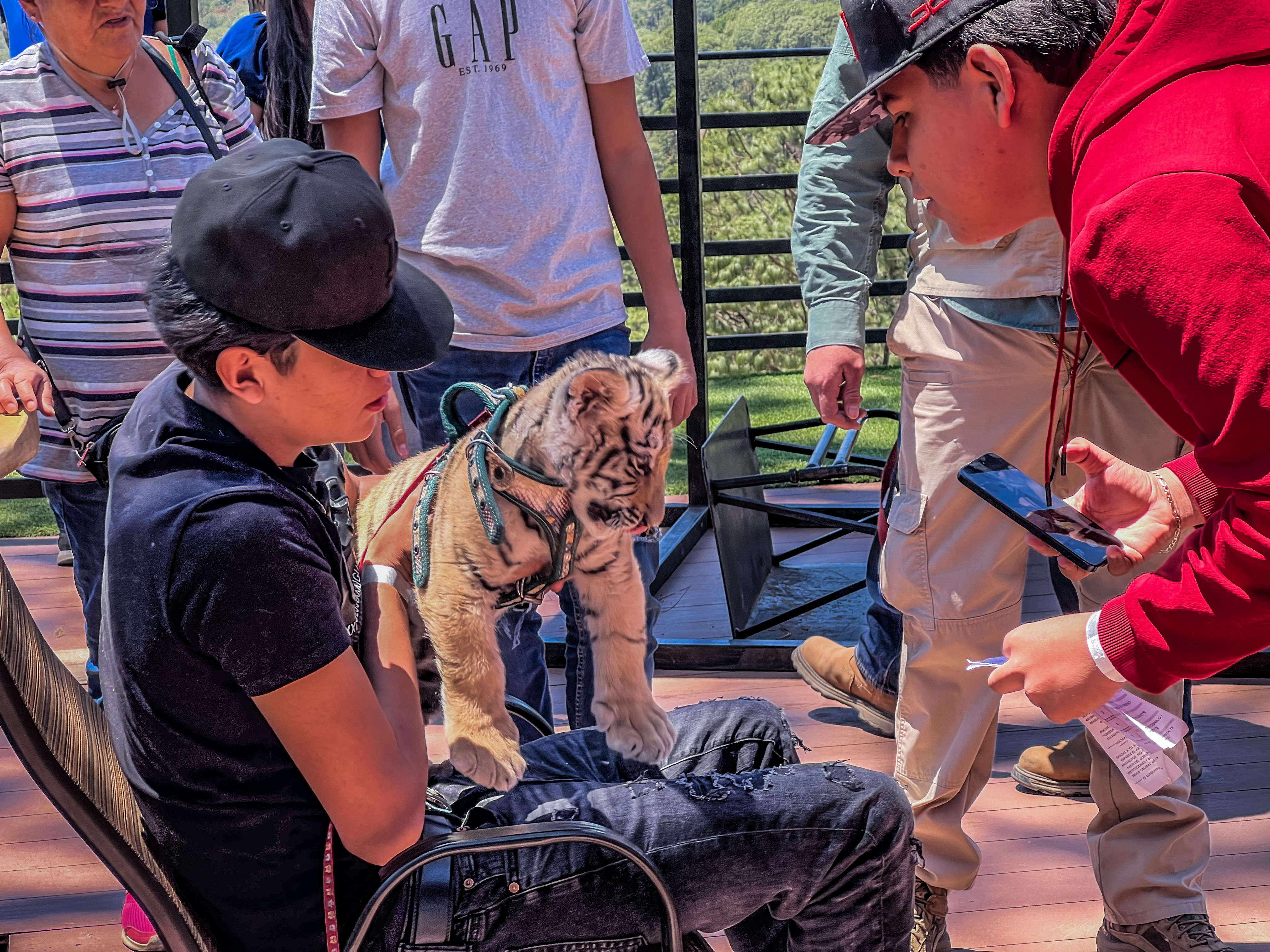 Experiencia con tigres - Imagen 4