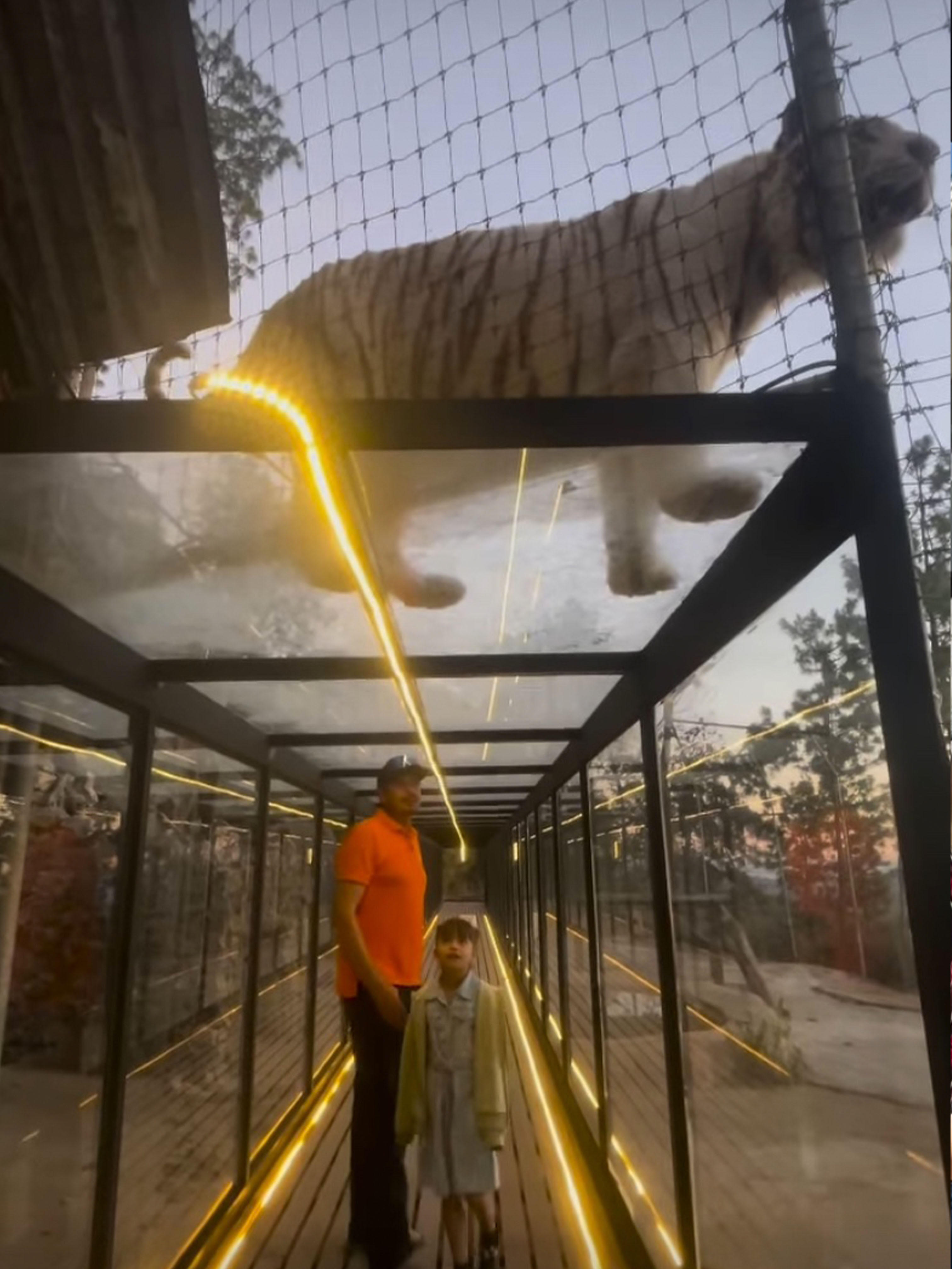 Experiencia con tigres - Imagen 5