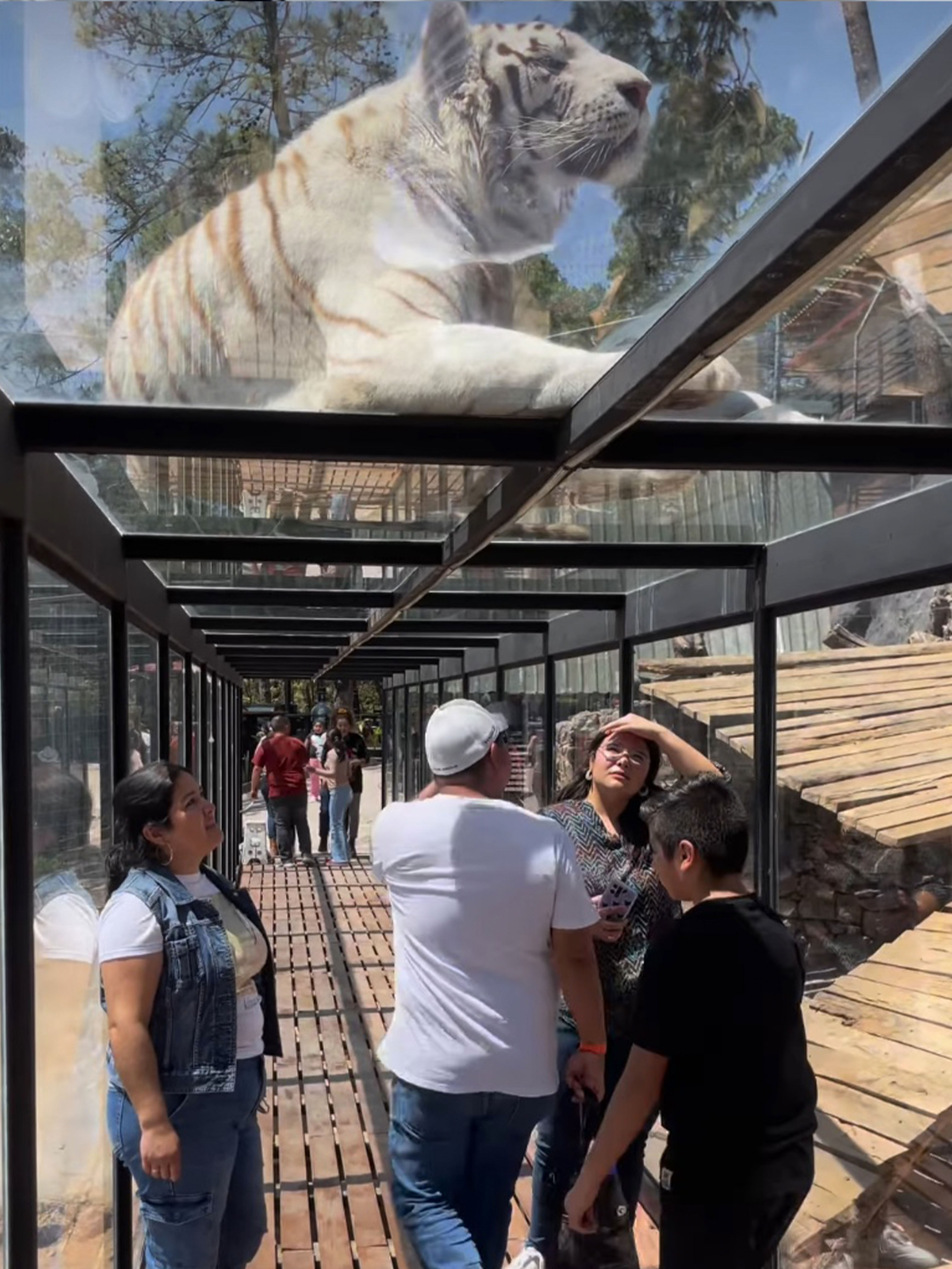 Experiencia con tigres - Imagen 7