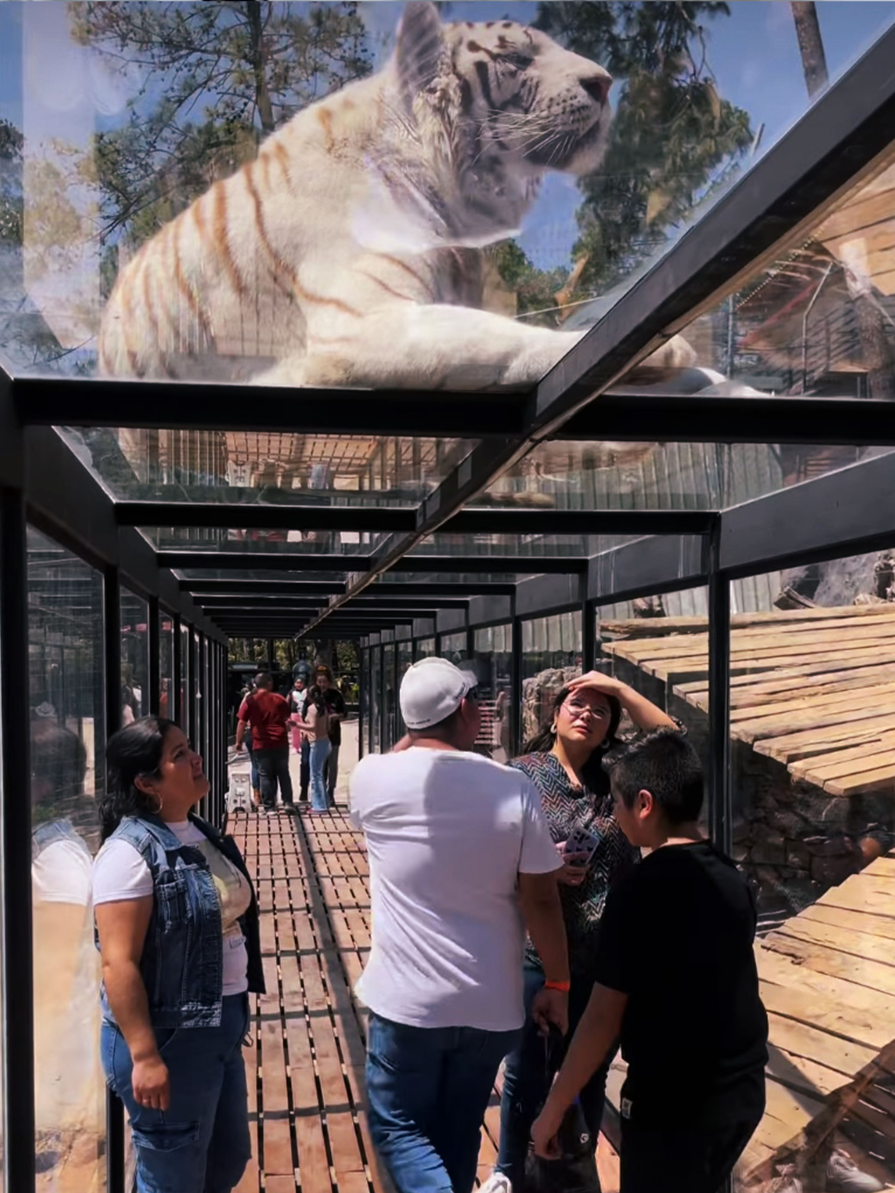 Experiencia con tigres - Imagen 8