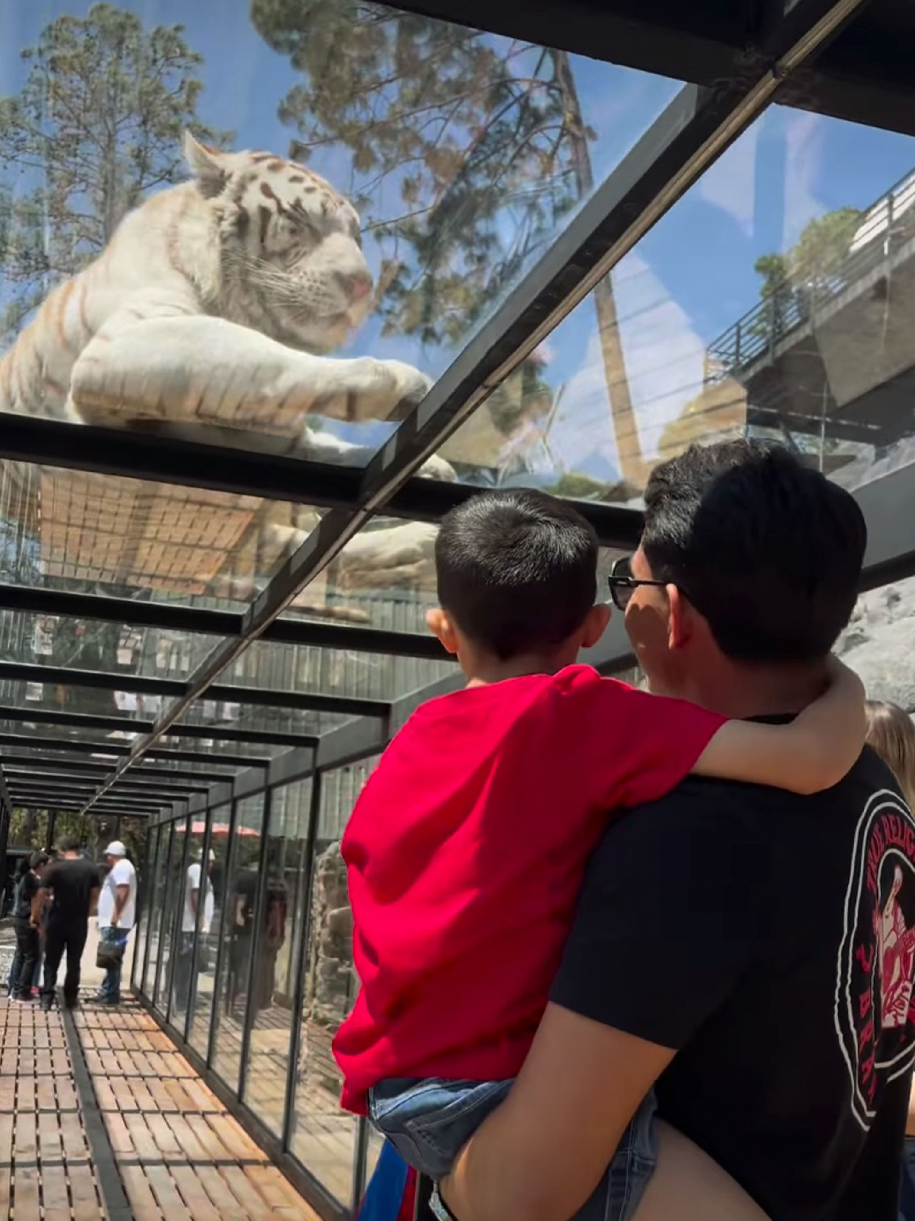 Experiencia con tigres - Imagen 9