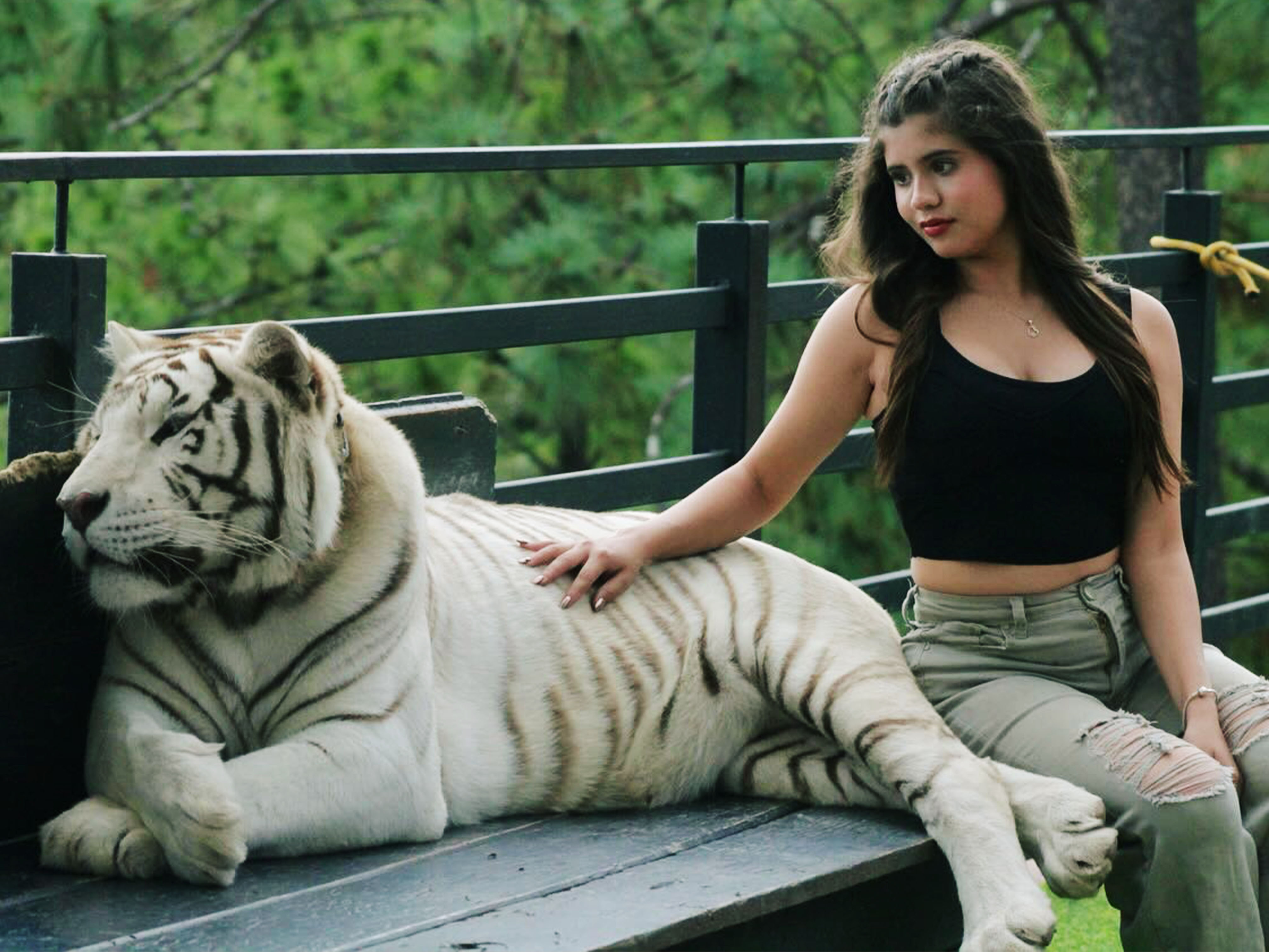 Experiencia con los tigres - Hero