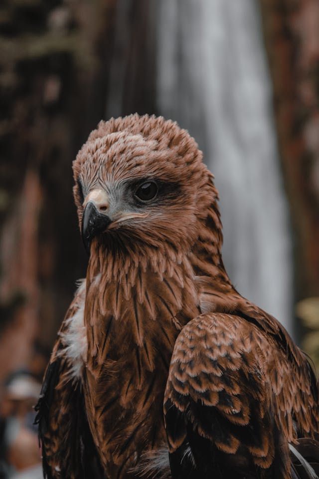 animals.species.eagle.name