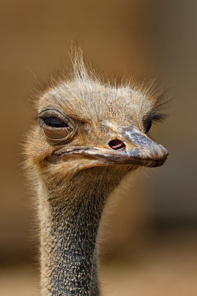 animals.species.ostrich.name
