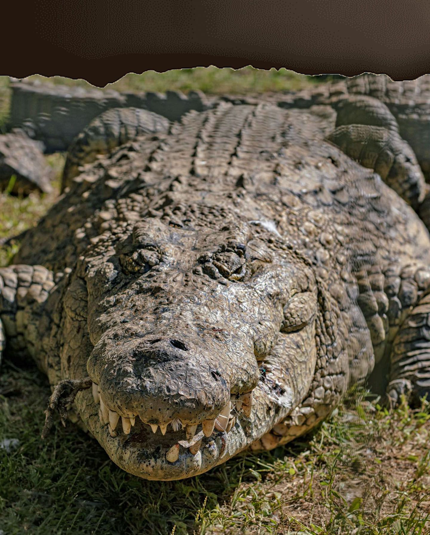animals.species.crocodile.name