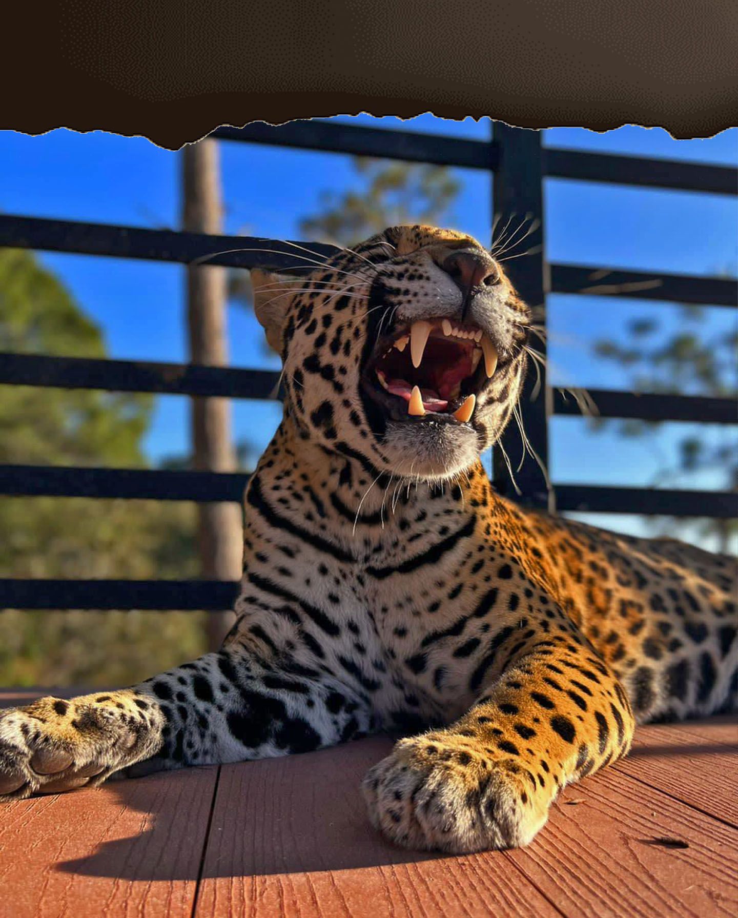 animals.species.jaguar.name