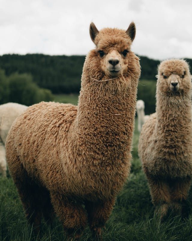 animals.species.llama.name