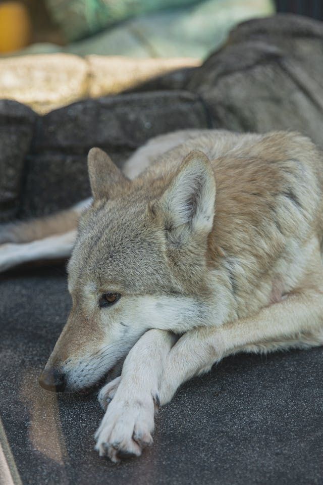 animals.species.wolf.name