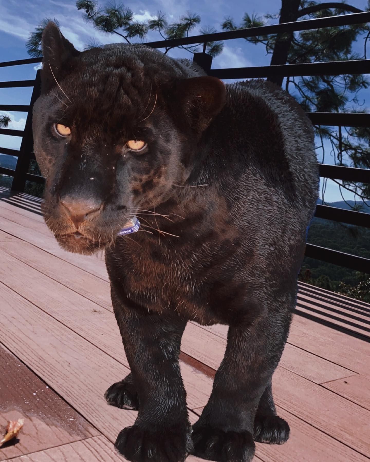animals.species.panther.name