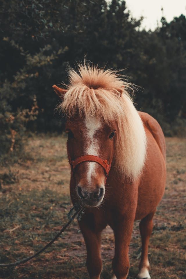 animals.species.pony.name