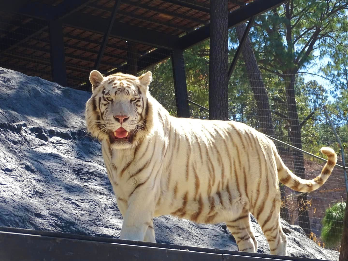 Fondo animals.species.tiger.name