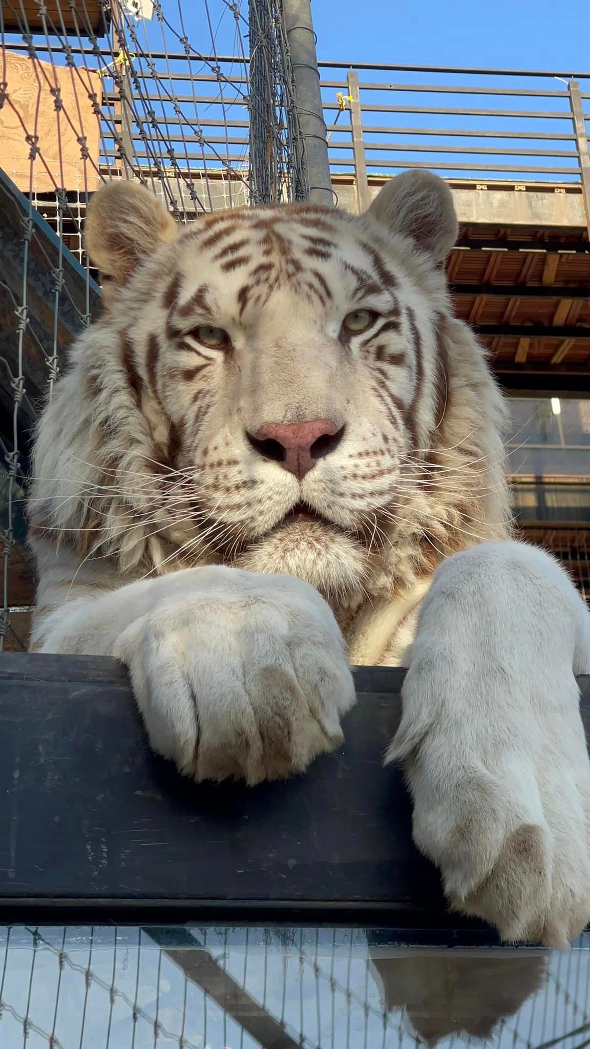 animals.species.tiger.name